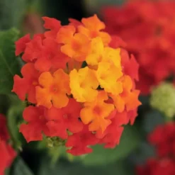 Little Lucky Red Lantana - 6 Inch Pot -Outlet Aegis Garden Store lantana Little Lucky Red Flower Closeup 1