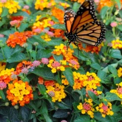 Sonset Hardy Lantana - 5 Pack Of Quart Pots -Outlet Aegis Garden Store lantana sonset 104