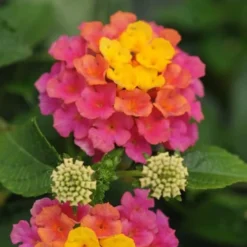 Sonset Hardy Lantana - 5 Pack Of Quart Pots -Outlet Aegis Garden Store lantana sonset 20