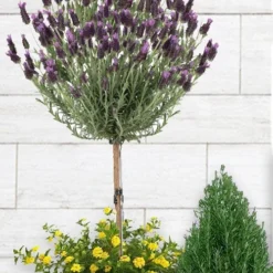 Anouk Spanish Lavender Tree (Single Stem) - 3 Gallon Pot