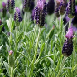 Anouk Spanish Lavender - 5 Pack Of Quart Pots -Outlet Aegis Garden Store lavandula stoechas anouk spanish lavender 2