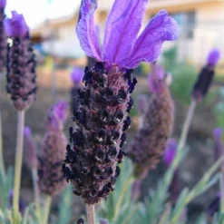 Anouk Spanish Lavender Tree (Single Stem) - 3 Gallon Pot -Outlet Aegis Garden Store lavandula stoechas anouk spanish lavender 3 1