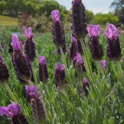 Anouk Spanish Lavender - 5 Pack Of Quart Pots -Outlet Aegis Garden Store lavandula stoechas anouk spanish lavender 4