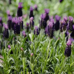 Anouk Spanish Lavender - 5 Pack Of Quart Pots -Outlet Aegis Garden Store lavandula stoechas anouk spanish lavender 5