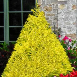 Sunshine Ligustrum - 7 Gallon Pot -Outlet Aegis Garden Store ligustrum sunshine 100 4