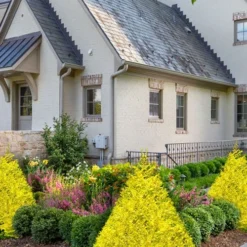 Sunshine Ligustrum - 2 Gallon Pot -Outlet Aegis Garden Store ligustrum sunshine 102 1