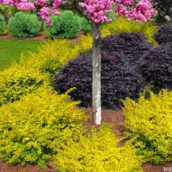 Sunshine Ligustrum - 3 Gallon Pot -Outlet Aegis Garden Store ligustrum sunshine 105 2