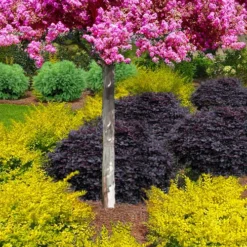 Sunshine Ligustrum - 6 Pack Of 1 Gallon Pots