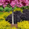Sunshine Ligustrum - 7 Gallon Pot -Outlet Aegis Garden Store ligustrum sunshine 106 4