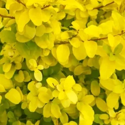 Sunshine Ligustrum - 1 Gallon Pot 16 Sunshine Ligustrum - 1 Gallon Pot -Outlet Aegis Garden Store ligustrum sunshine 108 3