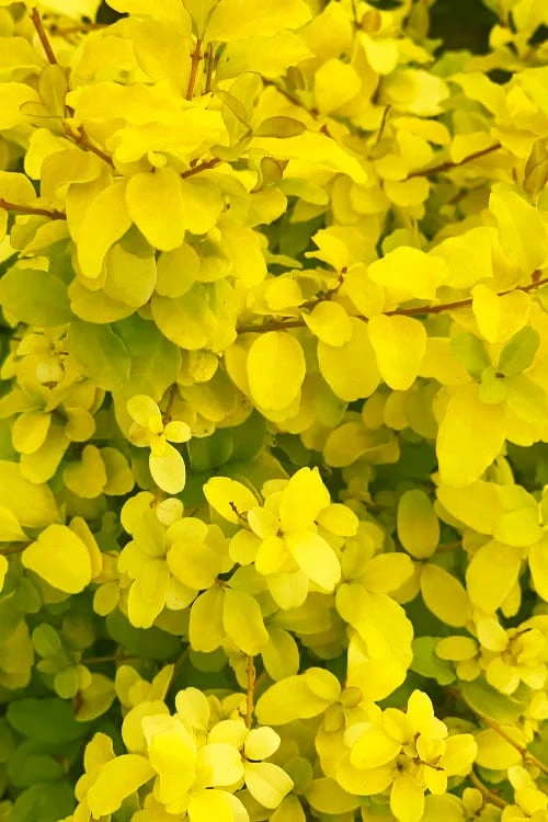 Sunshine Ligustrum - 1 Gallon Pot 9 Sunshine Ligustrum - 1 Gallon Pot - Image 7