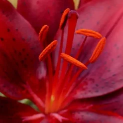Tiny Comfort Asiatic Lily - 1 Gallon Pot -Outlet Aegis Garden Store lilium asiaticum tiny comfort asian lily 1