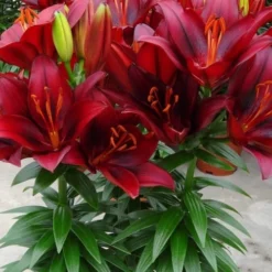 Tiny Comfort Asiatic Lily - 1 Gallon Pot -Outlet Aegis Garden Store lilium asiaticum tiny comfort asian lily 3