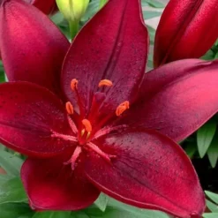 Tiny Comfort Asiatic Lily - 1 Gallon Pot -Outlet Aegis Garden Store lilium asiaticum tiny comfort asian lily 5