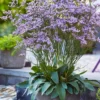 Dazzle Rocks Statice (Limonium) - 1 Gallon Pot -Outlet Aegis Garden Store limonium dazzle rocks statice 1