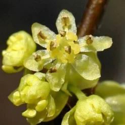 Spicebush (Lindera Benzoin) - 3 Gallon Pot -Outlet Aegis Garden Store lindera benzoin yellow spicebush 1