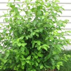 Spicebush (Lindera Benzoin) - 3 Gallon Pot -Outlet Aegis Garden Store lindera benzoin yellow spicebush 11