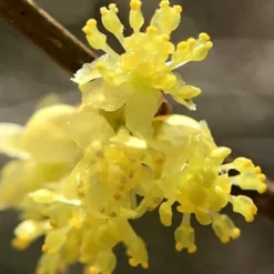 Spicebush (Lindera Benzoin) - 3 Gallon Pot -Outlet Aegis Garden Store lindera benzoin yellow spicebush 13