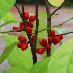 Spicebush (Lindera Benzoin) - 3 Gallon Pot -Outlet Aegis Garden Store lindera benzoin yellow spicebush 14