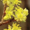 Spicebush (Lindera Benzoin) - 2.5 Gallon Pot -Outlet Aegis Garden Store lindera benzoin yellow spicebush 2 1