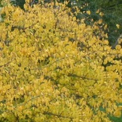 Spicebush (Lindera Benzoin) - 3 Gallon Pot -Outlet Aegis Garden Store lindera benzoin yellow spicebush 21