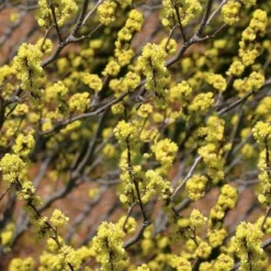 Spicebush (Lindera Benzoin) - 3 Gallon Pot -Outlet Aegis Garden Store lindera benzoin yellow spicebush 22
