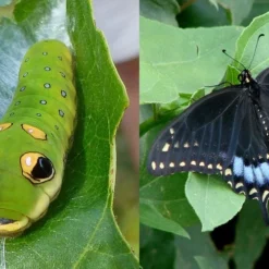 Spicebush (Lindera Benzoin) - 3 Gallon Pot -Outlet Aegis Garden Store lindera benzoin yellow spicebush 23