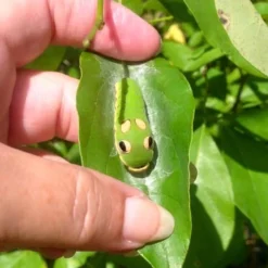 Spicebush (Lindera Benzoin) - 3 Gallon Pot -Outlet Aegis Garden Store lindera benzoin yellow spicebush 7