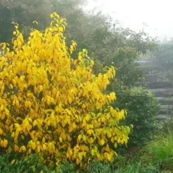 Spicebush (Lindera Benzoin) - 3 Gallon Pot -Outlet Aegis Garden Store lindera benzoin yellow spicebush 8