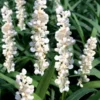 Monroe's White Liriope - Lilyturf - 18 Count Flat Of Pint Pots -Outlet Aegis Garden Store liriope muscari monroes white lily turf 20 1