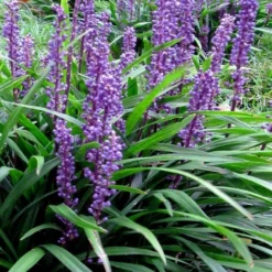 Royal Purple Liriope - Lilyturf - 18 Count Flats Of Pint Pots -Outlet Aegis Garden Store liriope muscari royal purple lilyturf 102