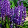 Royal Purple Liriope - Lilyturf - 18 Count Flats Of Pint Pots -Outlet Aegis Garden Store liriope muscari royal purple lilyturf 105