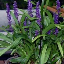 Royal Purple Liriope - Lilyturf - 18 Count Flats Of Pint Pots -Outlet Aegis Garden Store liriope muscari royal purple lilyturf 106