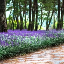 Royal Purple Liriope - Lilyturf - 18 Count Flats Of Pint Pots -Outlet Aegis Garden Store liriope muscari royal purple lilyturf 108