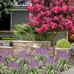 Variegated Liriope - Lilyturf - 72 Pack Of 3.5" Pint Pots -Outlet Aegis Garden Store liriope muscari variegata variegated liriope lilyturf 2 3