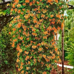 Mandarin Orange Honeysuckle Vine - 3 Gallon Pot -Outlet Aegis Garden Store lonicera mandarin orange honeysuckle vine 10