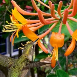 Mandarin Orange Honeysuckle Vine - 3 Gallon Pot -Outlet Aegis Garden Store lonicera mandarin orange honeysuckle vine 14