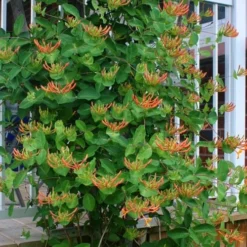 Mandarin Orange Honeysuckle Vine - 3 Gallon Pot -Outlet Aegis Garden Store lonicera mandarin orange honeysuckle vine 20