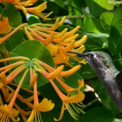 Mandarin Orange Honeysuckle Vine - 3 Gallon Pot -Outlet Aegis Garden Store lonicera mandarin orange honeysuckle vine 23