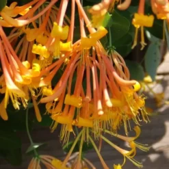Mandarin Orange Honeysuckle Vine - 3 Gallon Pot -Outlet Aegis Garden Store lonicera mandarin orange honeysuckle vine 27