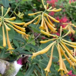 John Clayton Yellow Honeysuckle Vine - 2 Gallon Pot -Outlet Aegis Garden Store lonicera sempervirens john clayton yellow trumpet honeysuckle 101