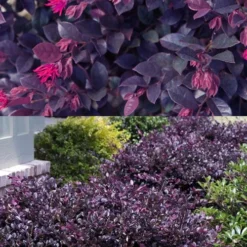 Purple Daydream Dwarf Loropetalum - 3 Gallon Pot