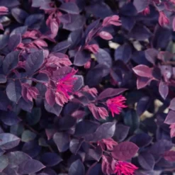 Purple Daydream Dwarf Loropetalum - 1 Gallon Pot