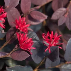 Red Diamond Loropetalum - 7 Gallon Pot -Outlet Aegis Garden Store loropetalum red diamond 20 1