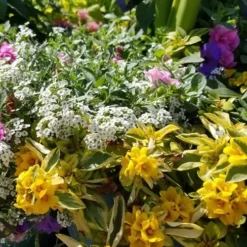 Waikiki Sunset Lysimachia - 5 Pack Of Quart Pots -Outlet Aegis Garden Store lysimachia waikiki sunset 2