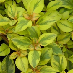 Waikiki Sunset Lysimachia - 5 Pack Of Quart Pots -Outlet Aegis Garden Store lysimachia waikiki sunset 3