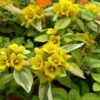 Waikiki Sunset Lysimachia - 5 Pack Of Quart Pots -Outlet Aegis Garden Store lysimachia waikiki sunset 4