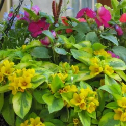 Waikiki Sunset Lysimachia - 5 Pack Of Quart Pots -Outlet Aegis Garden Store lysimachia waikiki sunset 5