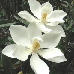 Alta Southern Magnolia - 5 Gallon Pot