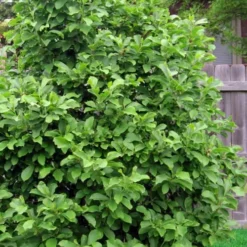 Genie Magnolia Tulip Tree - 1 Gallon Pot 16 Genie Magnolia Tulip Tree - 1 Gallon Pot -Outlet Aegis Garden Store magnolia ann 111